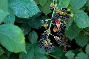 blackberries on vine