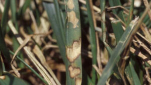 brown patch lesions on fescue leaf