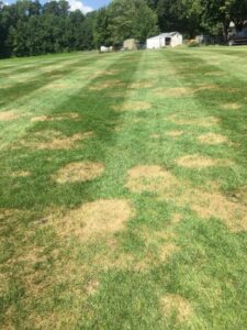 brown patch in tall fescue