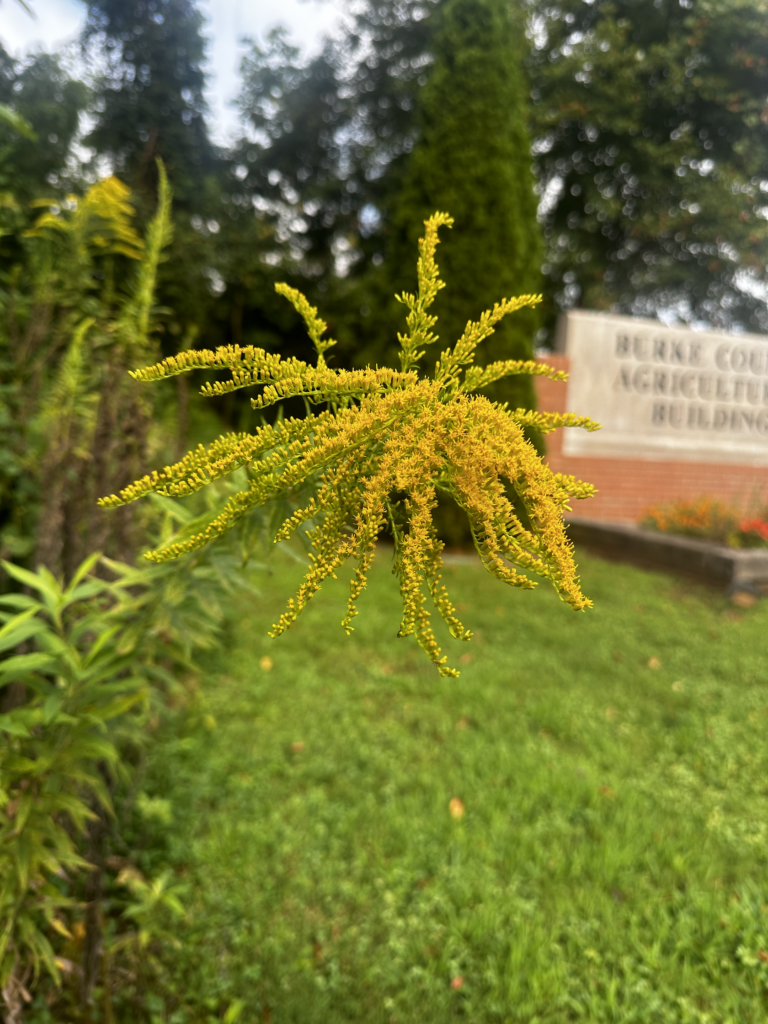 Late Season Wildflowers | N.C. Cooperative Extension