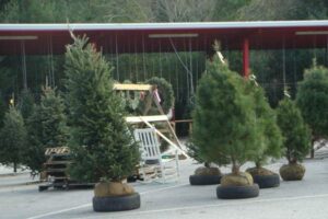 balled and burlapped Christmas trees