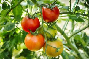 tomatoes ripening on vine