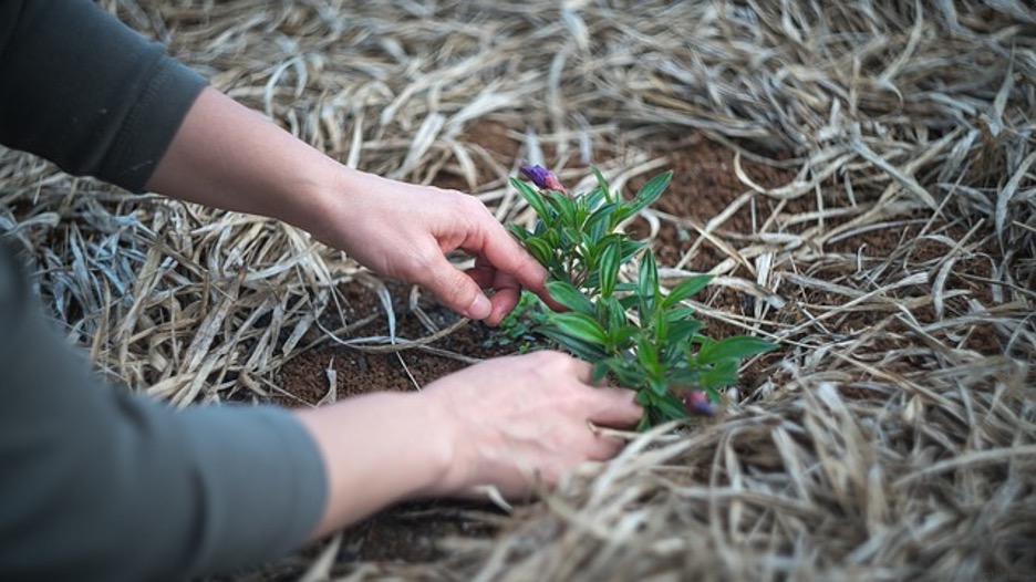 hands planting a young plant