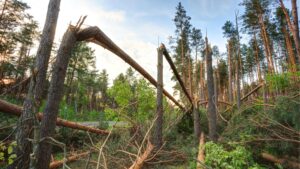 A forest full of damaged trees after a strong hurricane has passed through.