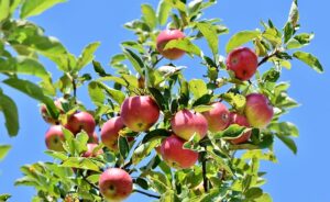 apple tree branch full of ripe red apples