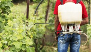 man with backpack sprayer spraying plants