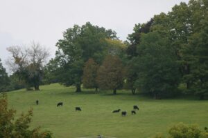 black cows grazing in a pasture